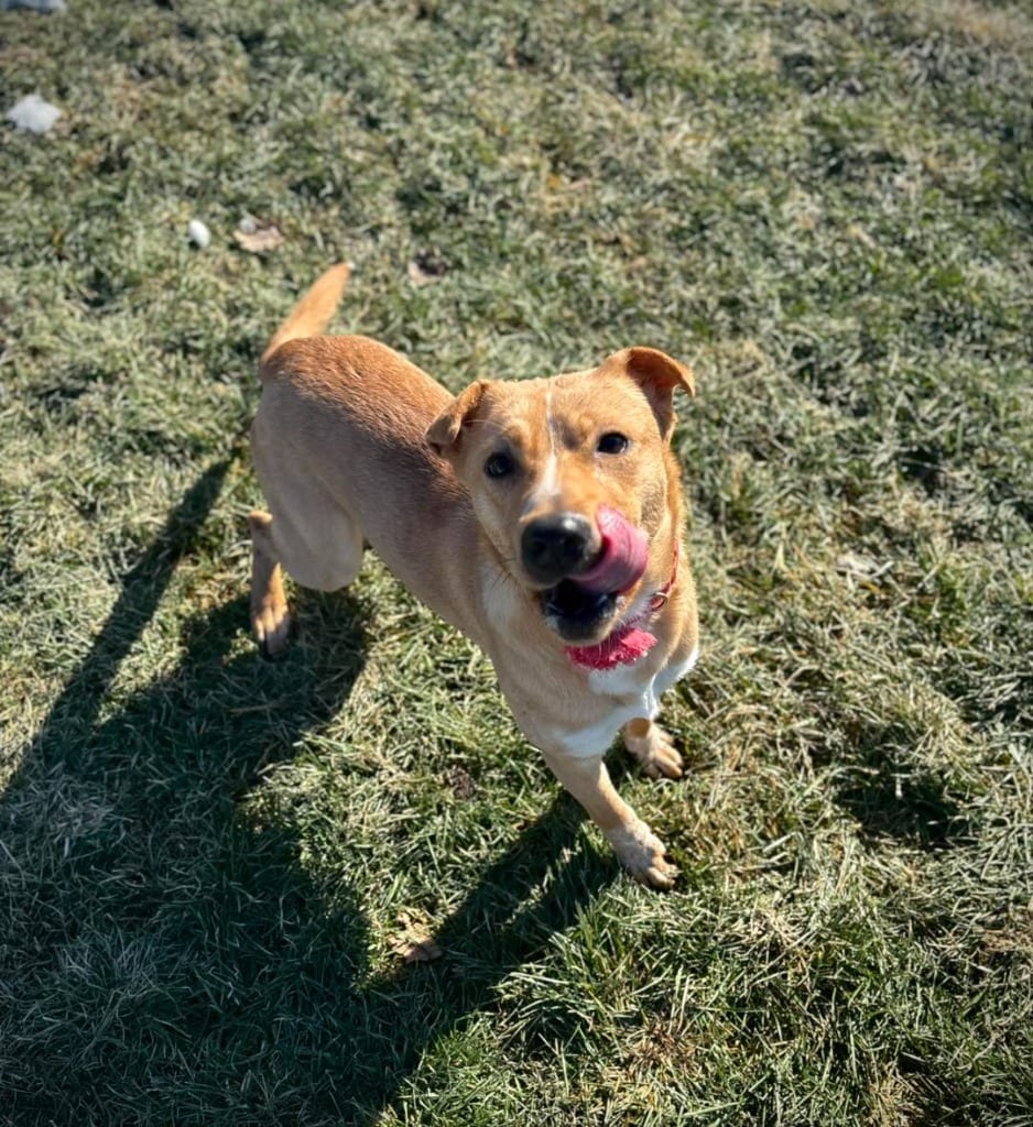 Photo of Arwen, adoptable Affenpinscher in Greensburg, Indiana