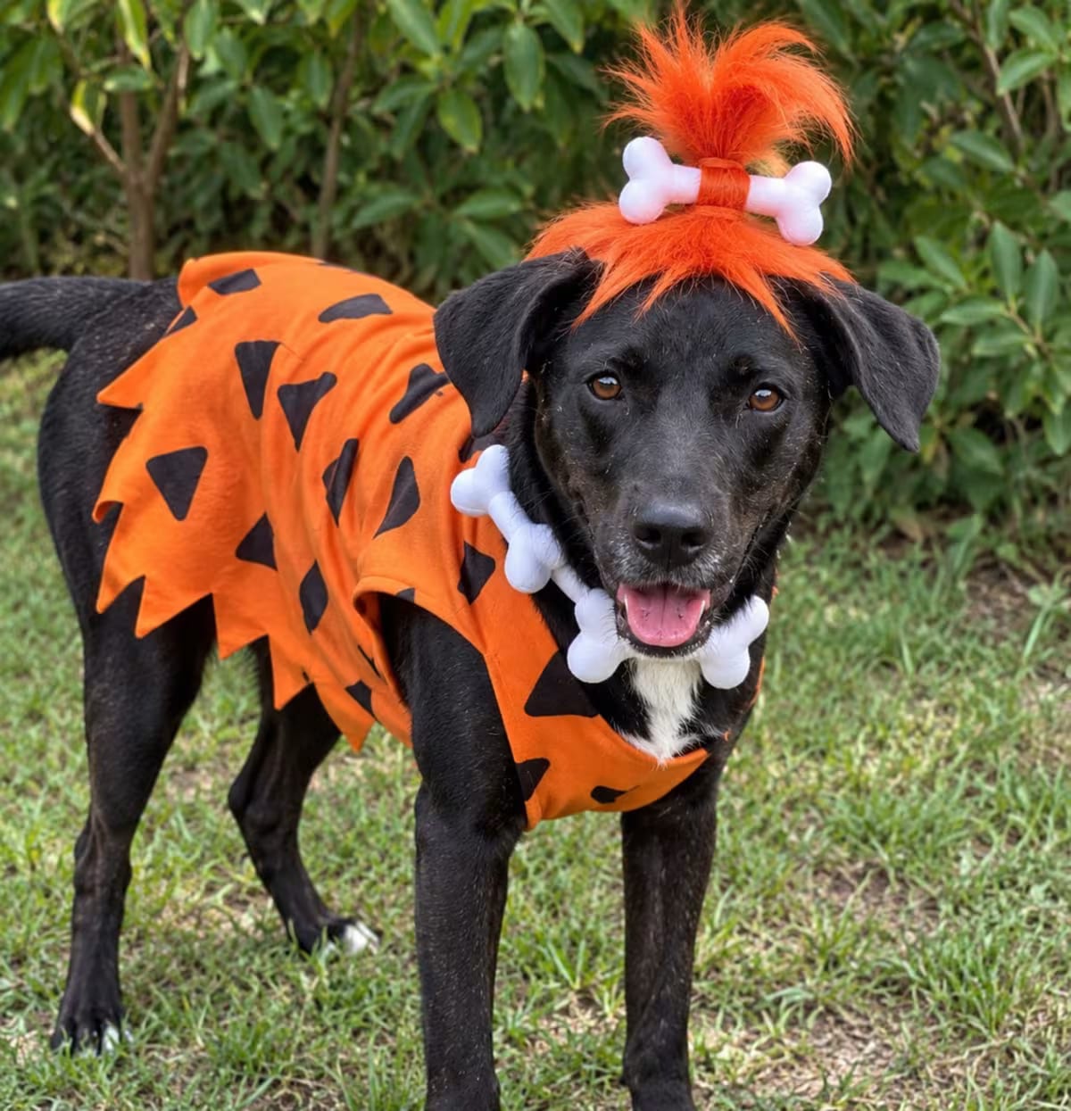 Photo of Ellie, adoptable Catahoula Leopard Dog/Labrador Retriever in Byron, Georgia