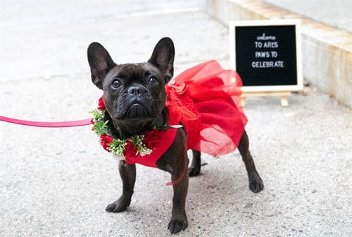 Photo of Sunny, adoptable French Bulldog in Boston, Massachusetts