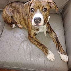 Photo of Sassy, adoptable Terrier (Unknown Type, Medium) Mixed Breed (Medium) in Dumont, New Jersey