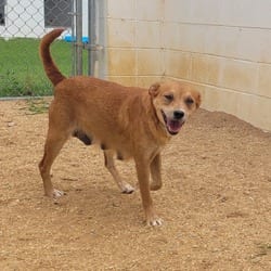 Photo of Melanie 2078, adoptable Mixed Breed (Medium) in Loxahatchee, Florida