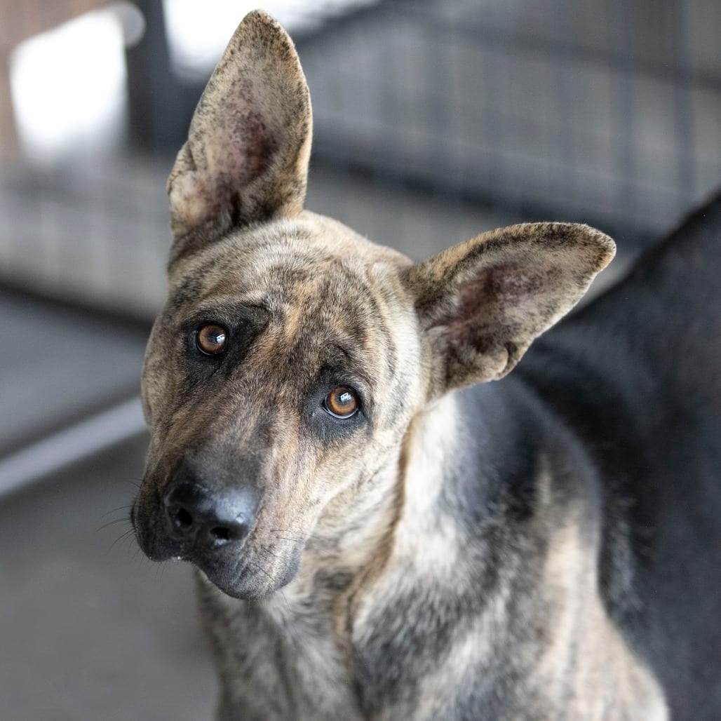 Photo of Lucia (S26-108), adoptable Shepherd, German / Mix in Colorado Springs, Colorado