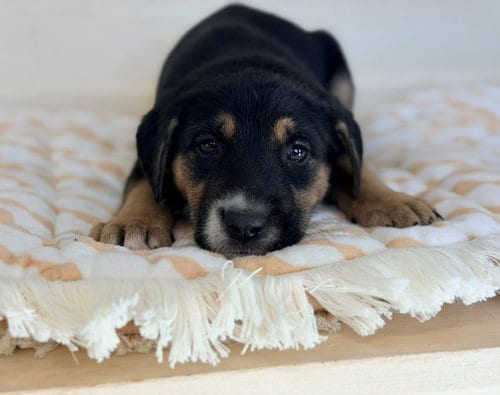 Photo of Jenny, adoptable German Shepherd Dog in Fairfield, California