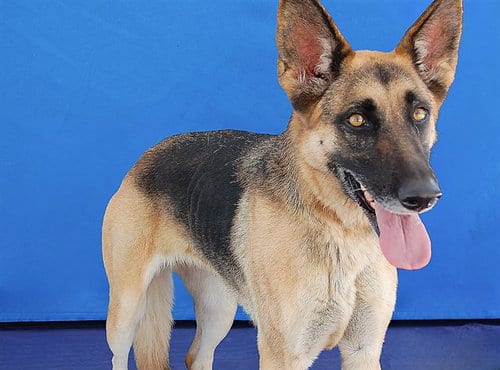 Photo of Rosie, adoptable German Shepherd Dog in Baldwin Park, California