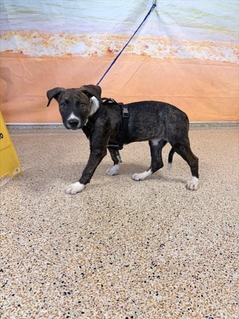 Photo of Bailey, adoptable American Bulldog in Miami, Florida