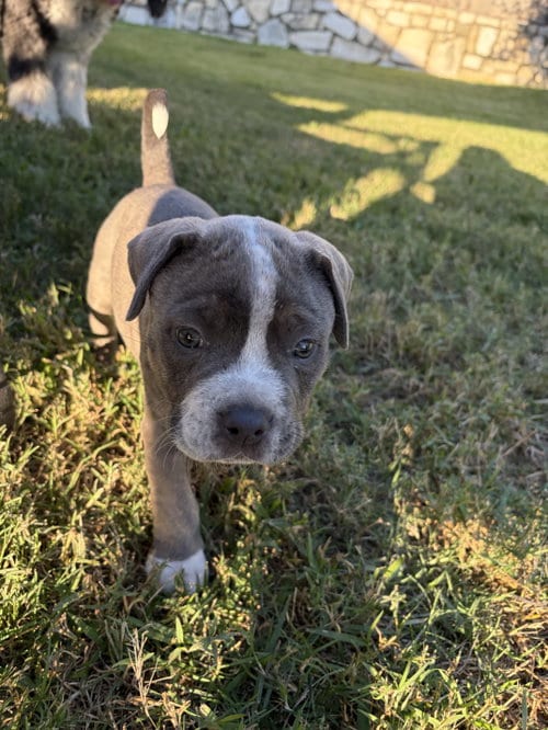 Photo of Landon, adoptable Cattle Dog in The Woodlands, Texas