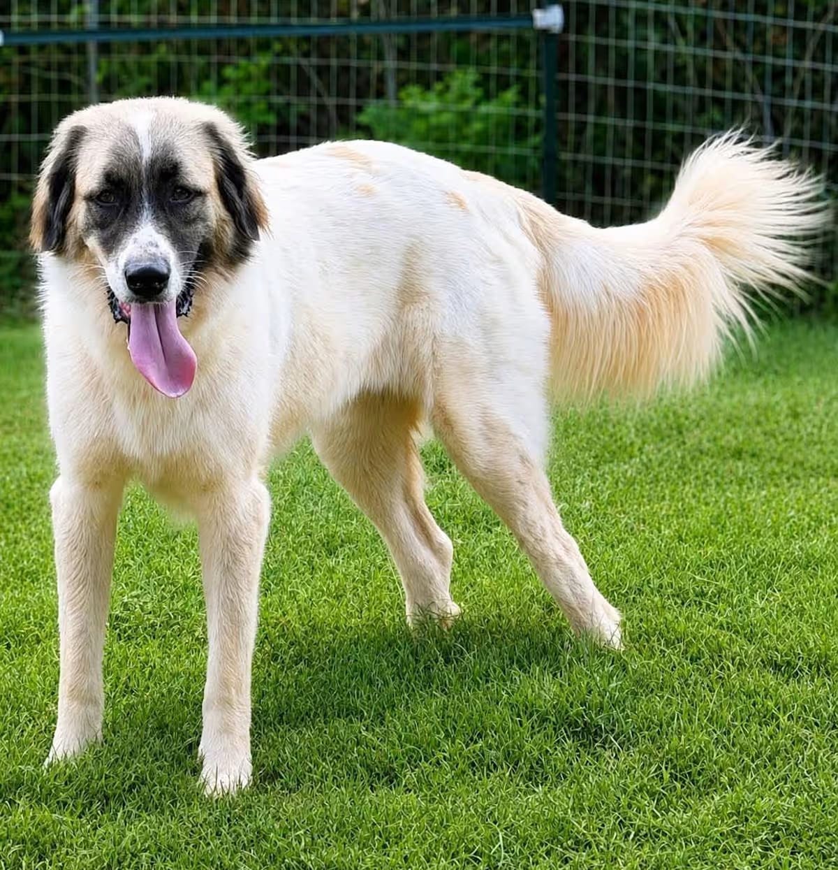 Photo of Grover, adoptable Anatolian Shepherd/Great Pyrenees in Tyler, Texas