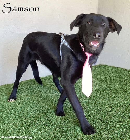 Photo of Samson, adoptable Black Labrador Retriever in San Diego, California