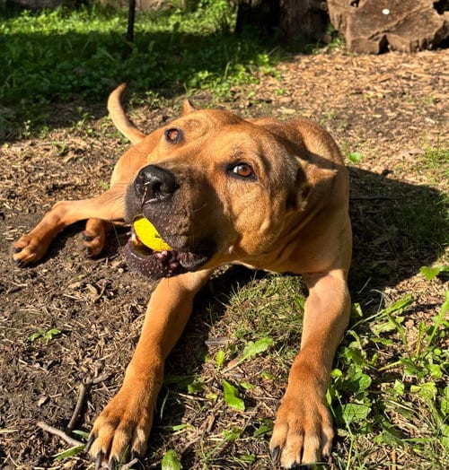 Photo of Sugar, adoptable American Pit Bull Terrier in Wauconda, Illinois