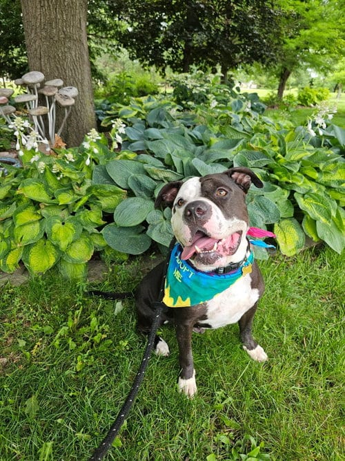 Photo of Chui, adoptable American Bulldog in Cedar Rapids, Iowa