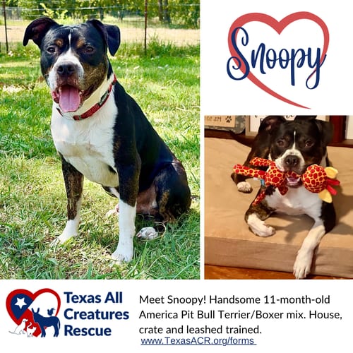 Photo of Snoopy, adoptable American Pit Bull Terrier in Lillian, Texas