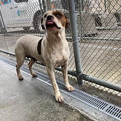 Photo of Penelope, adoptable Boxer Mixed Breed (Medium) in Burnsville, North Carolina