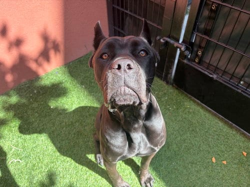 Photo of Maka, adoptable Cane Corso Mastiff in Goodyear, Arizona