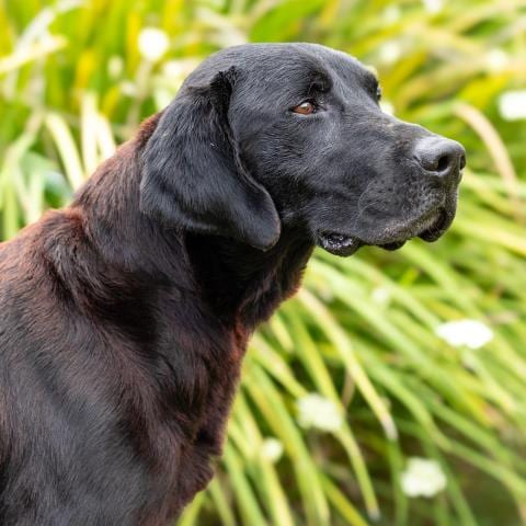 Photo of Dr. Robby, adoptable Labrador Retriever in Camarillo, California