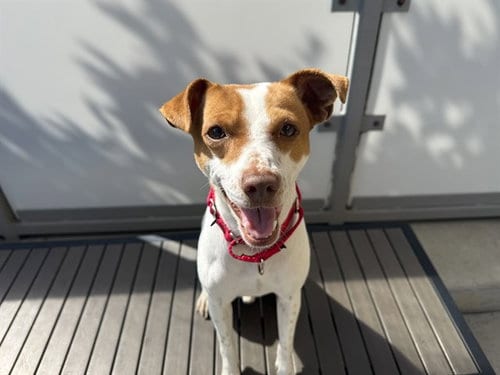 Photo of Phineas, adoptable Parson Russell Terrier in Berkeley, California