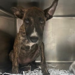 Photo of Couch, adoptable Shepherd (Unknown Type) Mixed Breed (Medium) in Lakeland, Florida