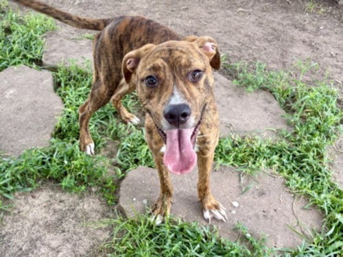 Photo of Mikey, adoptable Staffordshire Bull Terrier in Houston, Texas