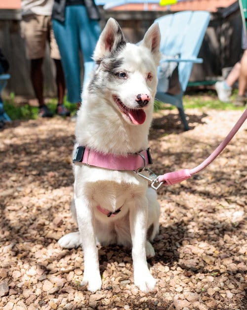 Photo of Kensi, adoptable Pomeranian in St. Louis Park, Minnesota