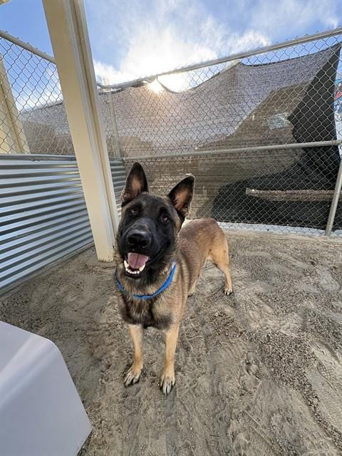 Photo of Clover, adoptable Belgian Shepherd Malinois in Thousand Palms, California