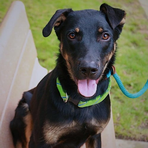 Photo of Marty McFly, adoptable Rottweiler in Newport Beach, California