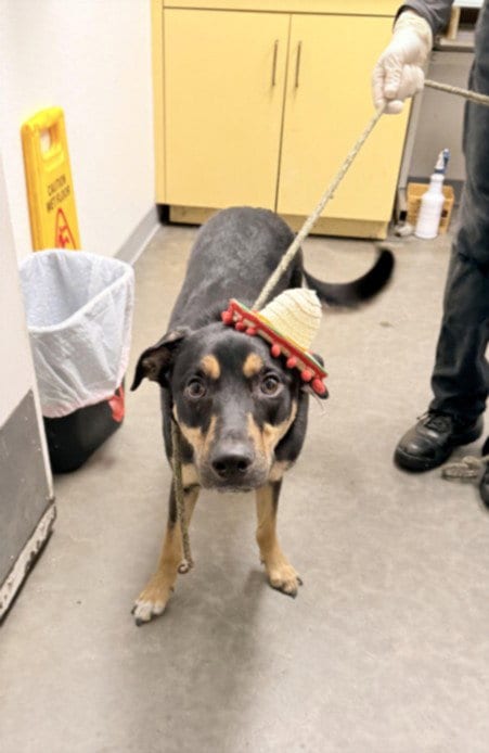 Photo of Katalina, adoptable Rottweiler in Los Angeles, California