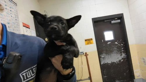 Photo of Nutmeg, adoptable Pit Bull Terrier in Tulsa, Oklahoma