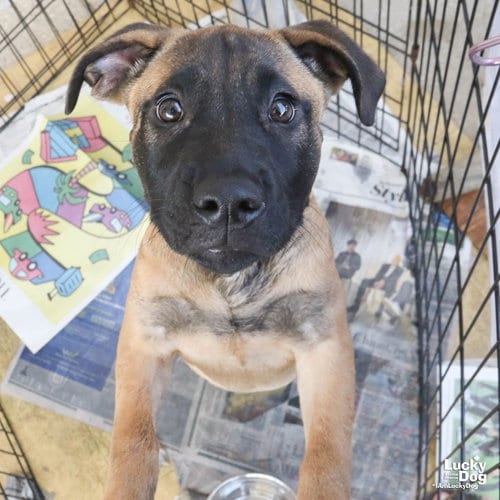 Photo of Rocko, adoptable Shepherd in Washington, District of Columbia