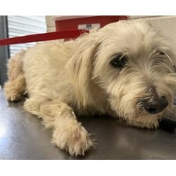 Photo of Ghoul, adoptable Maltese in San Bernardino, California