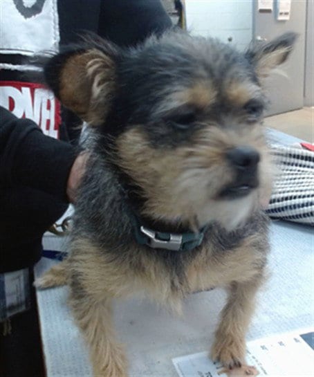 Photo of Bucky, adoptable Yorkshire Terrier Yorkie in Salinas, California