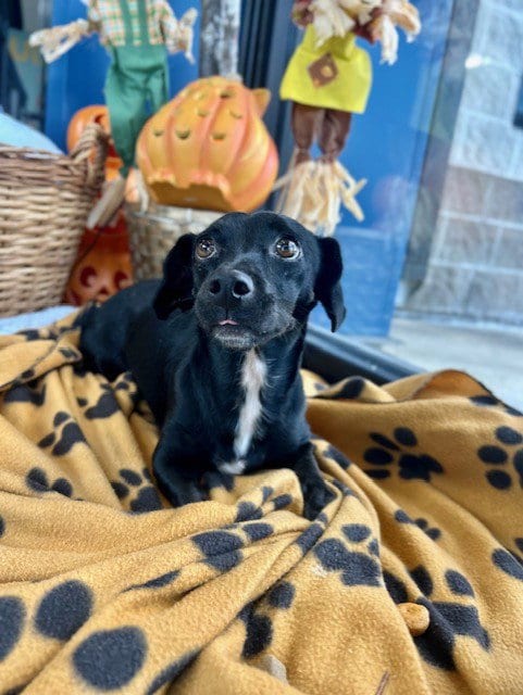 Photo of Pepper, adoptable Chihuahua in Temple, Texas