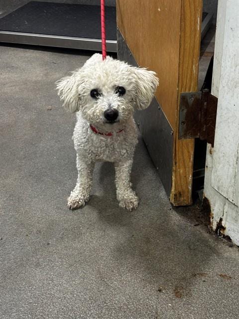 Photo of Paco, adoptable Poodle (Miniature) in Forestville, Maryland