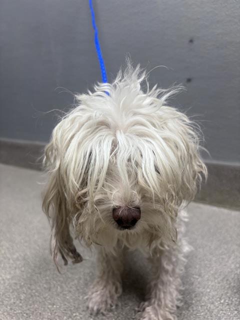 Photo of Baby, adoptable Poodle (Miniature) in Las Vegas, Nevada