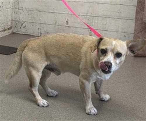Photo of Nolan, adoptable Chihuahua in San Bernardino, California