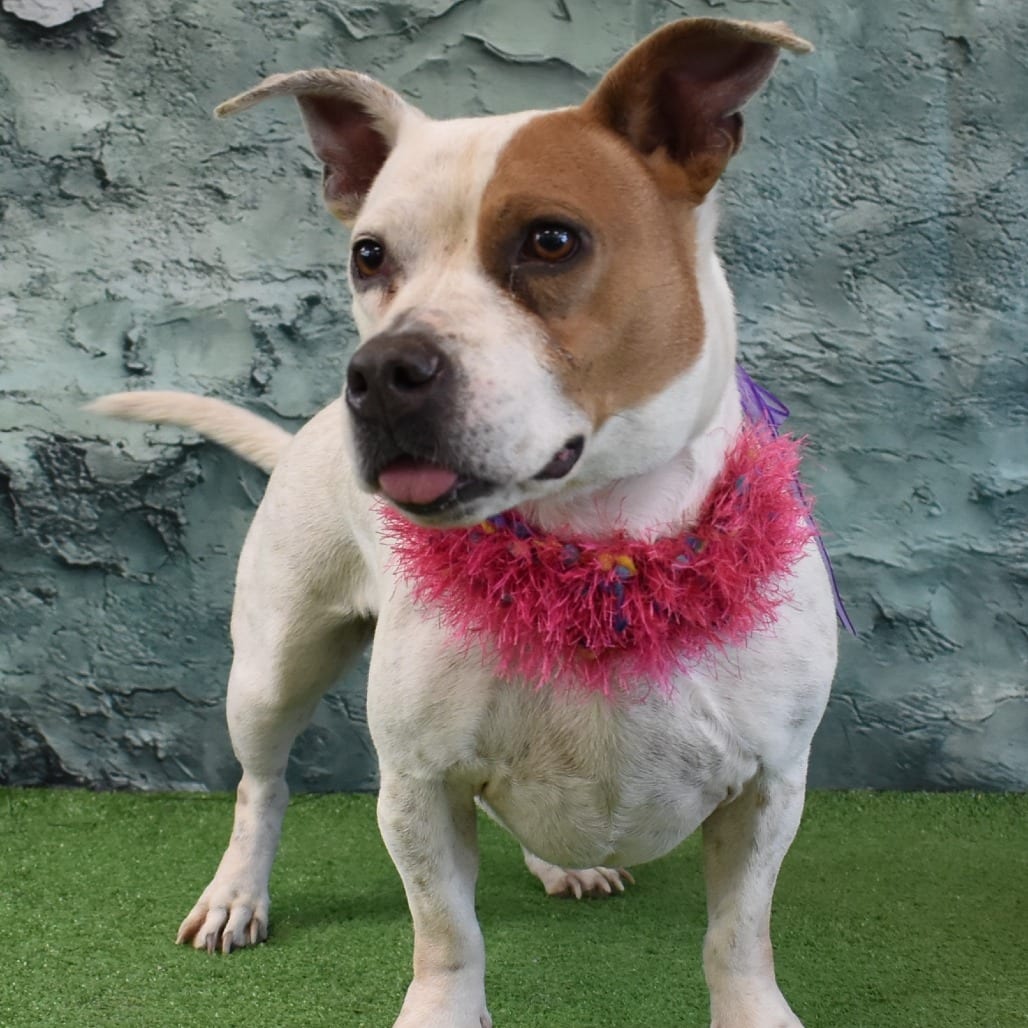 Photo of Duvy, adoptable Mixed Breed (Medium) in San Francisco, California