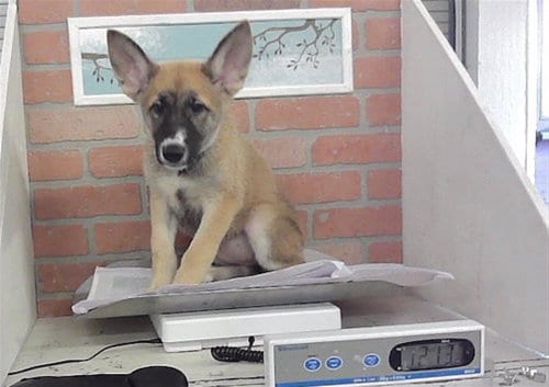Photo of Darla, adoptable German Shepherd Dog in Houston, Texas