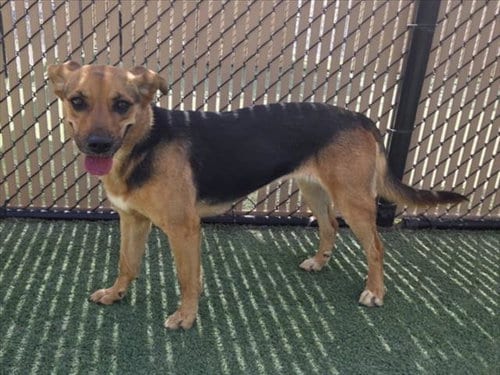 Photo of Cali, adoptable German Shepherd Dog in Norco, California