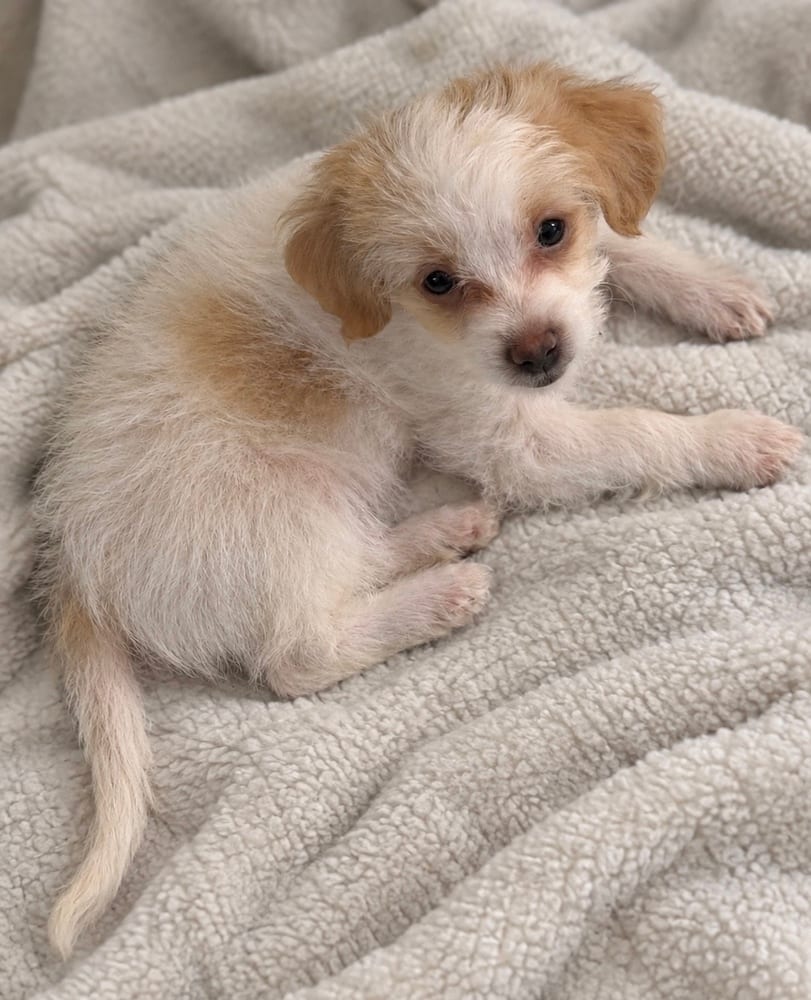 Photo of Sage, adoptable Maltese in Eugene, Oregon