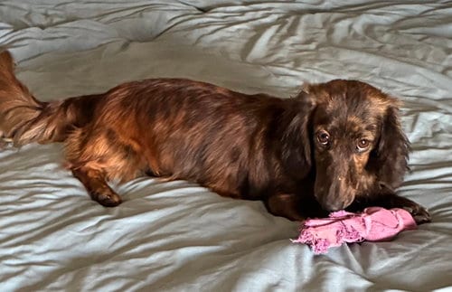 Photo of Fig, adoptable Dachshund in Hesperia, California