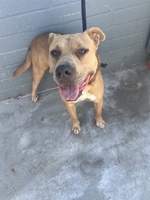 Photo of Javi, adoptable Pit Bull Terrier in Baldwin Park, California