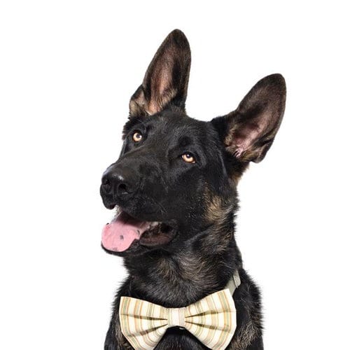 Photo of Gunther, adoptable German Shepherd Dog in Santa Maria, California