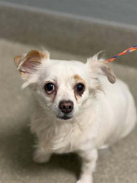 Photo of Lilah, adoptable Chihuahua in Las Vegas, Nevada