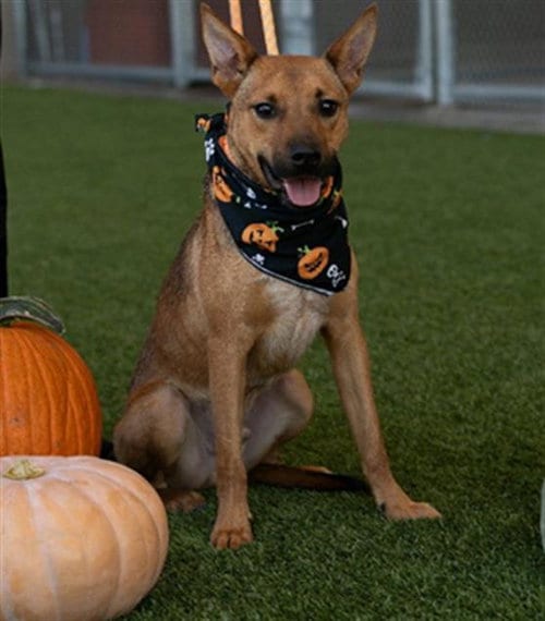 Photo of Wabi, adoptable Black Mouth Cur in Baytown, Texas