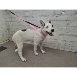 Photo of Sammy, adoptable Labrador Retriever in San Bernardino, California