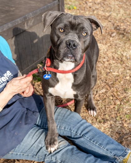 Photo of Shocka, adoptable dog in Chamblee, Georgia