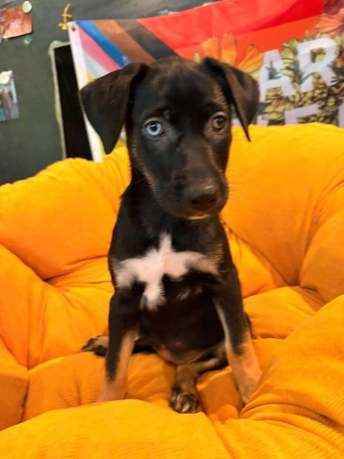 Photo of Lil Crowe, adoptable Terrier in Candler, North Carolina