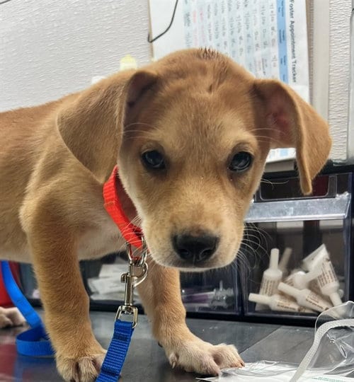 Photo of Buzz, adoptable Labrador Retriever in Houston, Texas