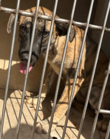 Photo of Gemma, adoptable Hound in Oklahoma City, Oklahoma