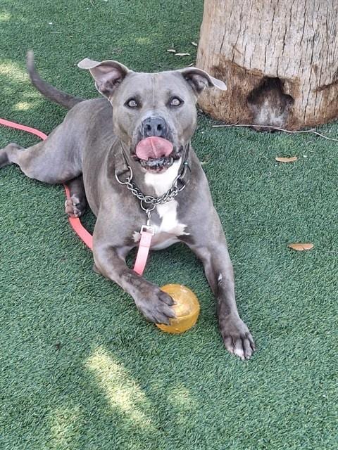 Photo of Peach, adoptable Terrier in Miami, Florida