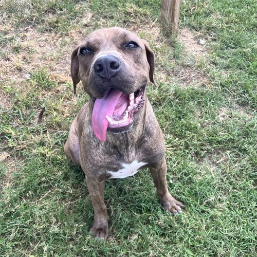 Photo of Pookie, adoptable Staffordshire Bull Terrier in Rosenberg, Texas