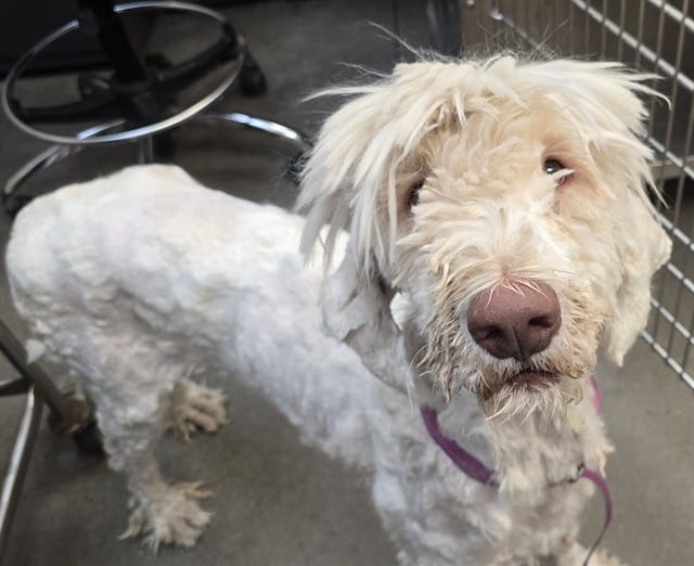 Photo of Ramen, adoptable dog